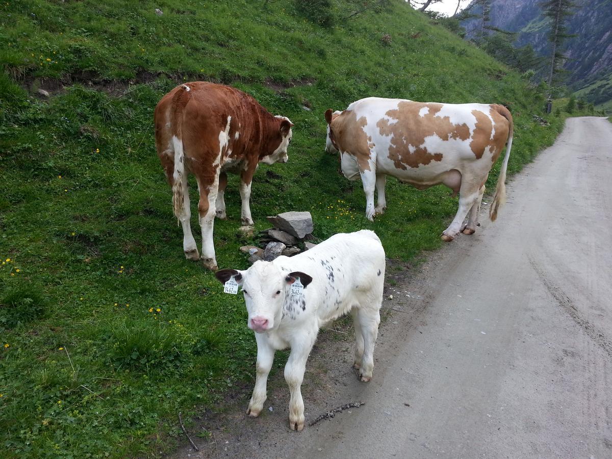 Haus Ursula Apartment Kals am Grossglockner Luaran gambar